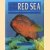 Wonders of the Red Sea. 317 colour photos & illustrations door David Fridman