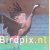 Birdpix.nl: de beste foto's van 2004 door Daan Schoonhoven