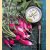 The Artist the Cook and The Gardener: Recipes Inspired by Painting from the Garden door Maryjo Koch