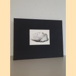 Versteinerungen: 9 ein- und mehrfarbige Original-Offset-Lithografien auf Bütten (26cm x 35cm)
Klaus Kowalski
€ 125,00 Versteinerungen: 9 ein- und mehrfarbige Original-Offset-Lithografien auf Bütten (26cm x 35cm)
Klaus Kowalski
€ 125,00